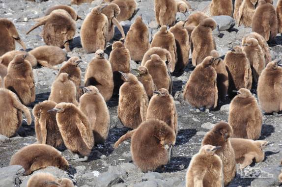 Grupo de filhotes de pinguim rei em St Andrews Bay, na Geórgia do Sul